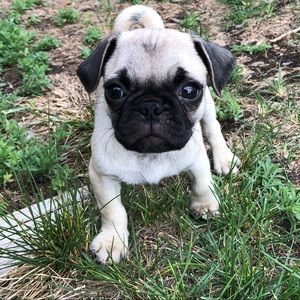 Meet your Posher, Wendy